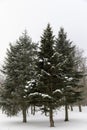 small fir needles spruce in the winter season Royalty Free Stock Photo