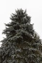 small fir needles spruce in the winter season Royalty Free Stock Photo