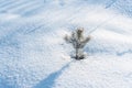 Small fir tree covered with frost grows alone on snowy area