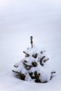 A small fir tree in winter under the snow on a cloudy day Royalty Free Stock Photo