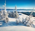 Small fir trees covered by snow. Bright winter day in Carpathians. Sunny morning scene of mountain valley. Beauty of nature concep Royalty Free Stock Photo