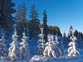 Small fir trees richly snow-covered bright in sunshine winter nature