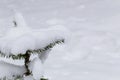 A small fir under a pile of snow Royalty Free Stock Photo