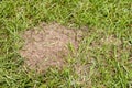 Small fire ant hill