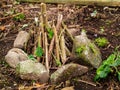 Small fire place in a forest. Assembled and ready to be set on fire. Camp preparation, tourism Royalty Free Stock Photo