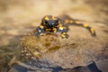 Small fire salamander standing on stone in river with head just above water surface Royalty Free Stock Photo