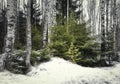 small firs among birches in the winter