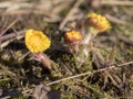 Small first coltsfoot flowers