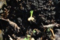 Small first leaves of spring sprout with roots, earth background