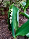 Small first lily in the forest