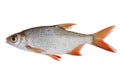 Small fish Royalty Free Stock Photo