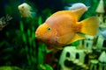 Small fish Royalty Free Stock Photo