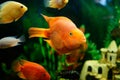 Small fish Royalty Free Stock Photo