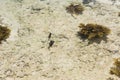 Small fish against background of seabed
