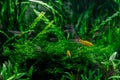 Small fish in aquarium on a green background