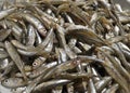 Small fish Big-scale sand smelt