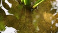 Small fish breed and reproduce in pots to grow aquatic plants