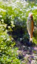 A small fish caught on a hook, on a background of green grass Royalty Free Stock Photo