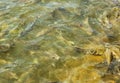 Small fish crowd in a pool Royalty Free Stock Photo