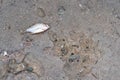 Small fish die on the bridge at Bang Saen Beach, Chonburi, Thailand Royalty Free Stock Photo