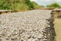 Small fish is drying on a net Royalty Free Stock Photo