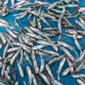 Small fish drying on the net. Royalty Free Stock Photo