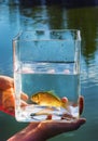 Small fish in a glass jar Royalty Free Stock Photo