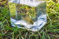 Small fish in a glass jar on the background of lake Royalty Free Stock Photo