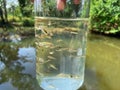Small fish in a glass, science and nature Background