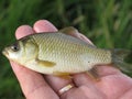 Small fish on a hand Royalty Free Stock Photo