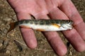 Small fish in hand Royalty Free Stock Photo