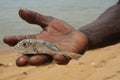 Small fish in the hand of an african man Royalty Free Stock Photo