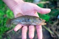 Small fish in the hand of a fisherman. Perccottus glenii Royalty Free Stock Photo