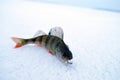 Small fish on ice Royalty Free Stock Photo