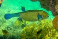 Small fish inside head cleans gills Yellow boxfish Ostracion cubicus. Amazing symbiosis of marine animal. Mutual benefit. Royalty Free Stock Photo