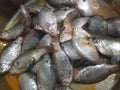 Small fish look so fresh and good for health...