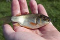 Small fish in man's hand Royalty Free Stock Photo