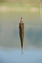 Small fish pecked a fishing rod Royalty Free Stock Photo