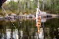 small fish perch on the hook with bobber Royalty Free Stock Photo
