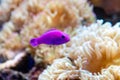 Small fish Pseudochromis Fridmani Royalty Free Stock Photo