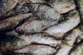 Small fish in a salty marinade in own juice Royalty Free Stock Photo