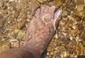 Small fish swimming near a foot in the shallow water of Buffalo River, Yellville, Arkansas, U.S.A Royalty Free Stock Photo