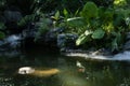 Small fish swimming in the pond accompanied by clouds, mist, and sunlight