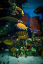 Small fishes in aquarium;