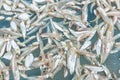 Small fishes on fishnet Royalty Free Stock Photo