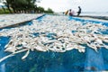 Small fishes on fishnet Royalty Free Stock Photo