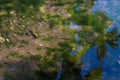 Small fishes in a water stream in jungle