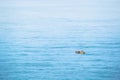 A small fishing boat floating in the beautiful sea. Royalty Free Stock Photo