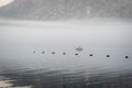 Small fishing boat in the Village at Boka Kotor Bay in the morning fog, Montenegro Royalty Free Stock Photo