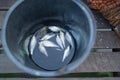 Small fishs in bucket Royalty Free Stock Photo